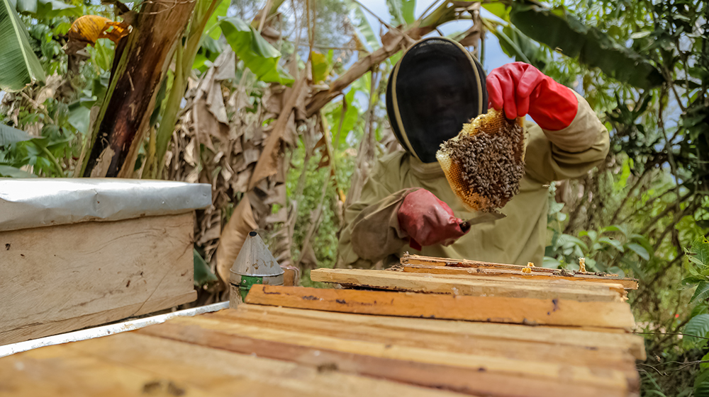 Bee Farming Sawa World