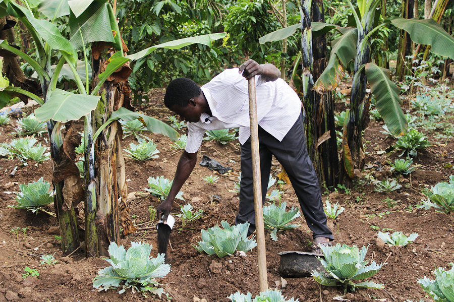 Biochar Fertilizer Sawa World Local Income Skill