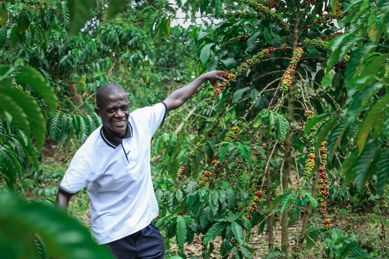 How Starting a Micro-business Doubled Paul’s Coffee Production Sawa World Ujana Coffee Project Uganda Fondazione Lavazza