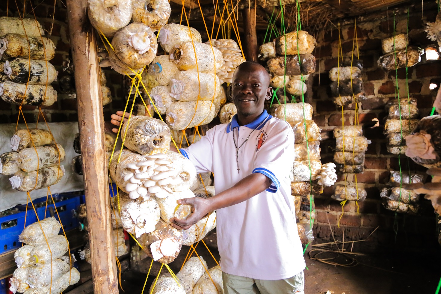Mushroom Growing Sawa World Local Income Skill