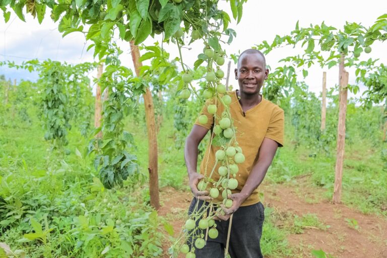 Passion Fruit Farming Sawa World