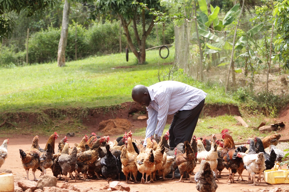 Poultry Farming Sawa World Local Income Skill